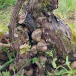 Escargots bien au frais sous un cep de vigne