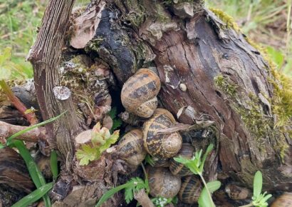 Escargots bien au frais sous un cep de vigne