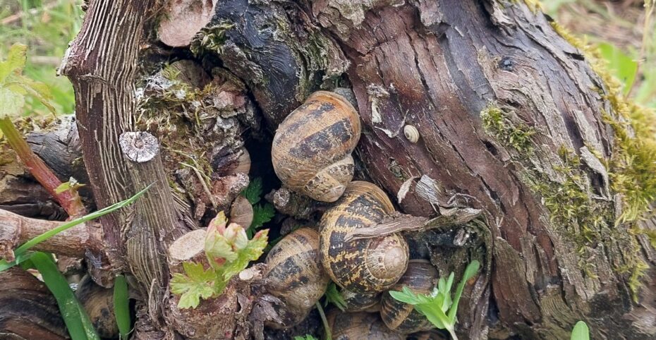 Escargots bien au frais sous un cep de vigne