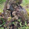 Escargots bien au frais sous un cep de vigne