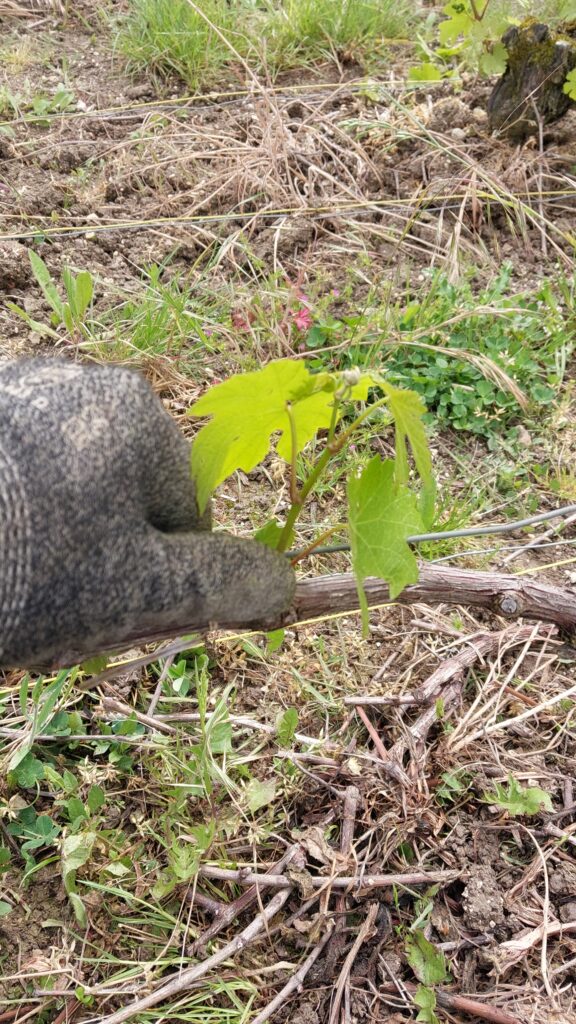 Ebourgeonnage : le bourgeon non fructifère à enlever