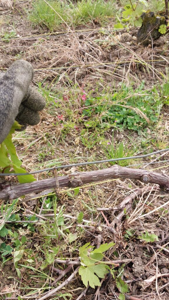 Ebourgeonnage : le bourgeon non fructifère à enlever