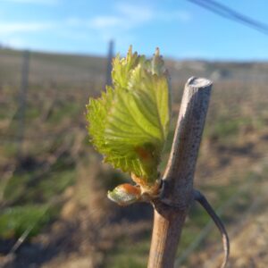 Premières feuilles sorties des bourgeons