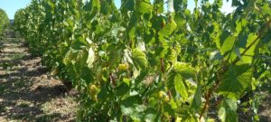 Vigne bien feuillue