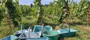 Préparation de la récolte : prélèvements en paniers de vendanges, pour analyses