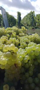 Raisins pendant les vendanges