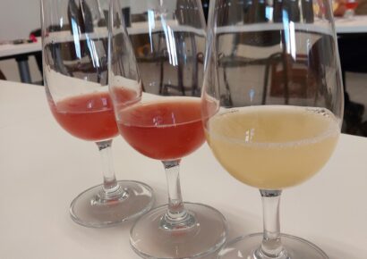 Premières dégustation des vins clairs après la fin des fermentations