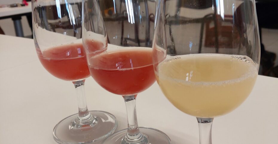 Premières dégustation des vins clairs après la fin des fermentations